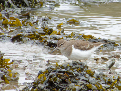 Thumbnail of Common Sandpiper